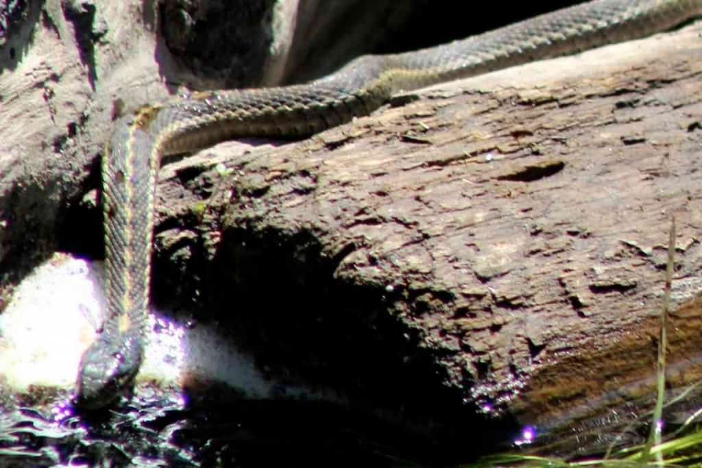 ¿Cuánto tiempo puede pasar una serpiente sin agua? Signos de deshidratación de la serpiente 2 ¿Cuánto tiempo puede pasar una serpiente sin agua? 1 ¿Cuánto tiempo puede pasar una serpiente sin agua? Señales de deshidratación de las serpientes