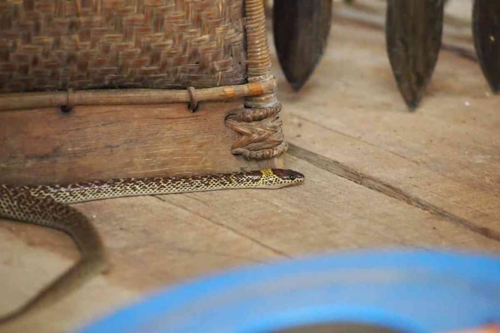 ¿Cuánto tiempo puede vivir una serpiente perdida en una casa? Cuánto tiempo puede vivir una serpiente perdida en una casa Cuánto tiempo puede vivir una serpiente perdida en una casa (¡Oh, Dios!)