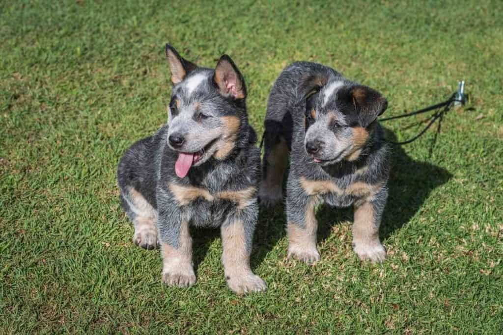 6 factores que influyen en el número de cachorros que tendrá un Blue Heeler 2 Cuántos cachorros tendrá un Blue Heeler 6 factores que influyen en el número de cachorros que tendrá un Blue Heeler