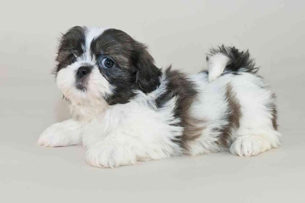 ¿Cuánto cuesta un Shih Tzu? ¡No escatime! 2 ¿Cuánto cuesta un Shih Tzu? 1 1 ¿Cuánto cuesta un Shih Tzu? ¡No escatime!
