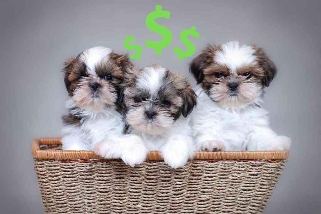 ¿Cuánto cuesta un Shih Tzu? ¡No escatime! 1 ¿Cuánto cuesta un Shih Tzu 1 ¿Cuánto cuesta un Shih Tzu? ¡No escatime!