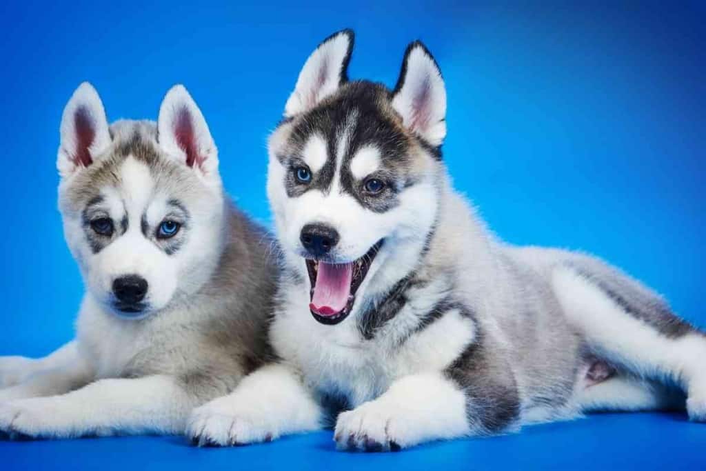 5 factores que influyen en el coste de los Huskies (+costes ocultos) 2 Cuánto cuestan los Huskies 1 5 Factores que afectan al precio de los Huskies (+Costes ocultos)