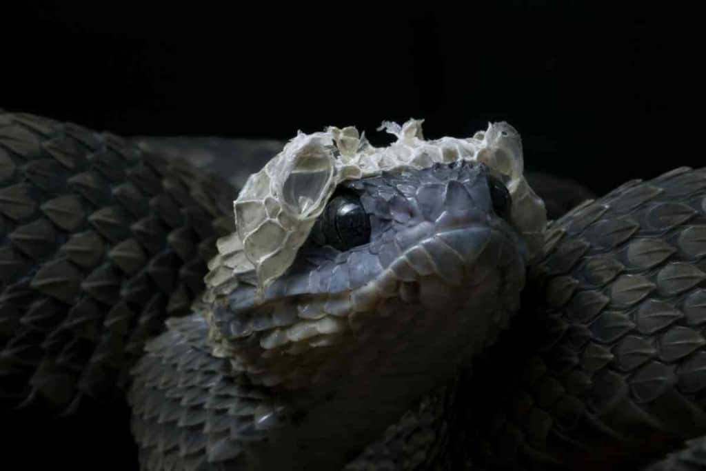 ¿Con qué frecuencia debe mudar una serpiente? ¿Qué es lo más saludable? 2 ¿Con qué frecuencia debe mudar una serpiente? ¿Qué es lo más saludable? 1 1 ¿Con qué frecuencia debe mudar una serpiente? ¿Qué es lo más saludable?