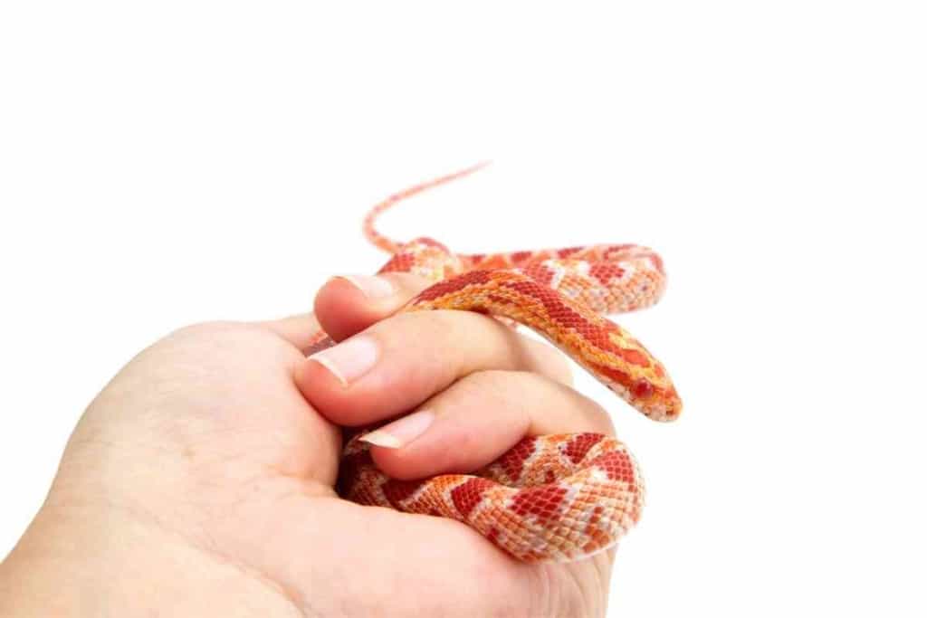 ¿Con qué frecuencia debo manipular mi serpiente de maíz para mantenerla amigable? 2 ¿Con qué frecuencia debo manipular mi serpiente de maíz? ¿Con qué frecuencia debo manipular mi serpiente de maíz para mantenerla amigable?