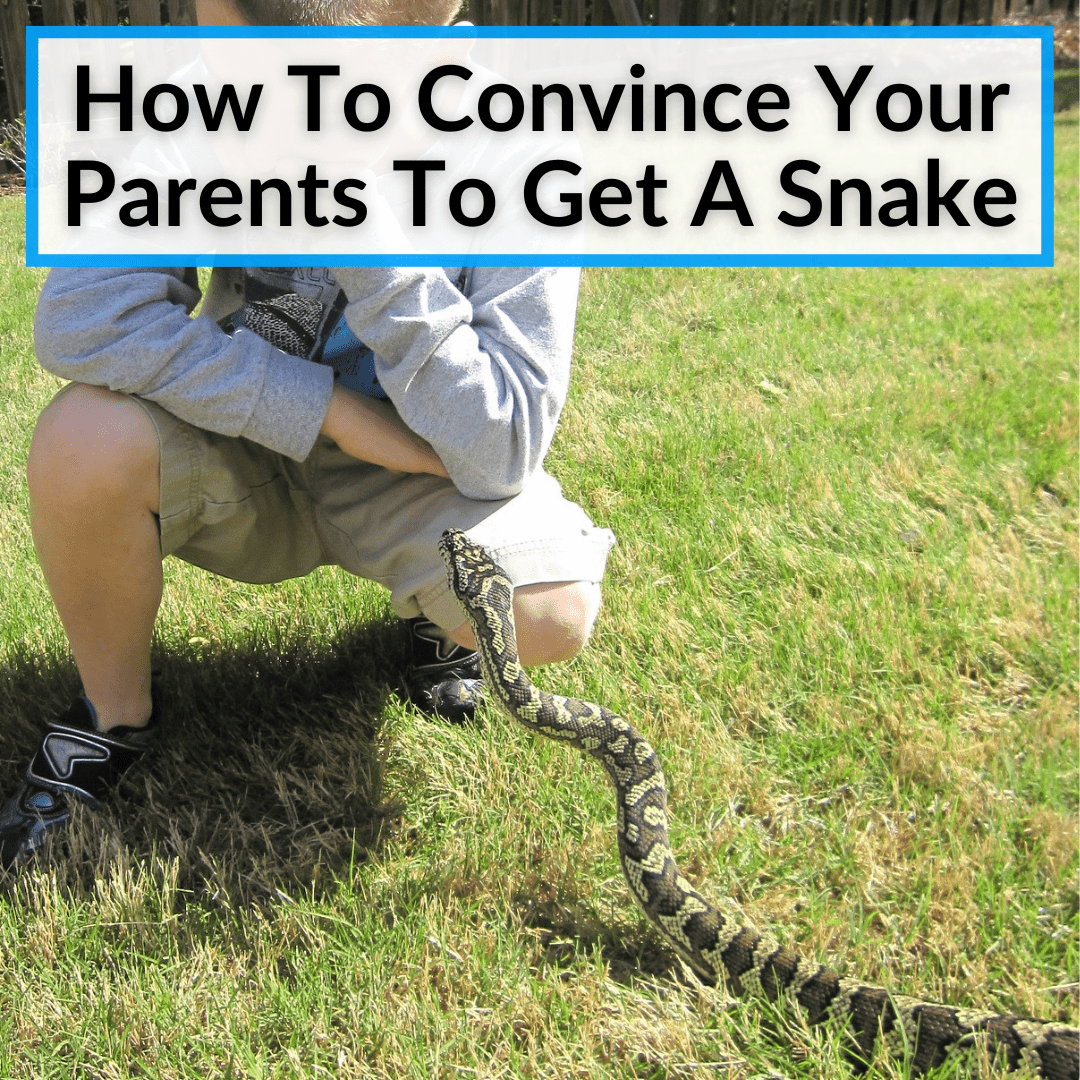 Cómo convencer a tus padres de que compren una serpiente Cómo convencer a tus padres de que compren una serpiente
