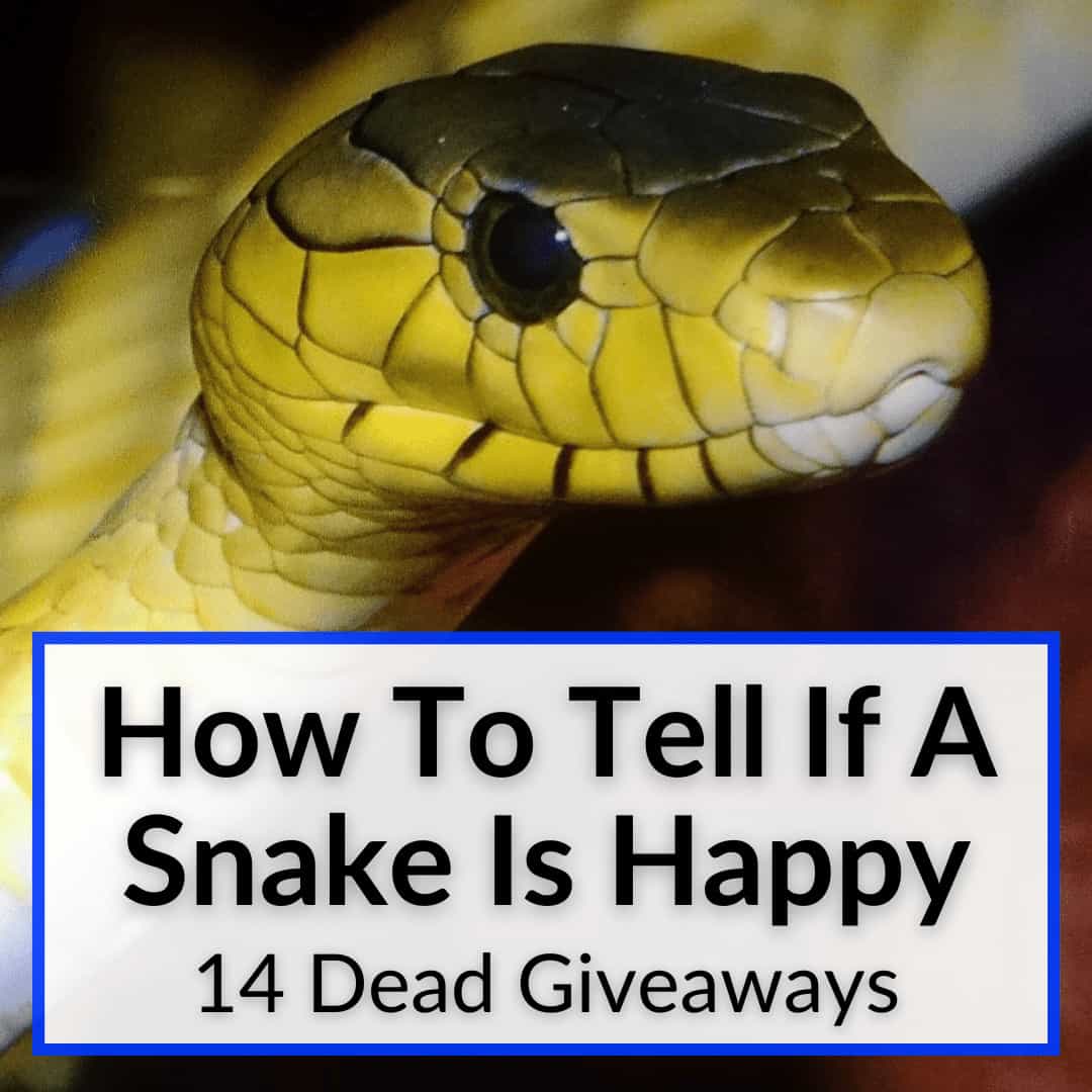 Cómo saber si una serpiente es feliz Cómo saber si una serpiente es feliz
