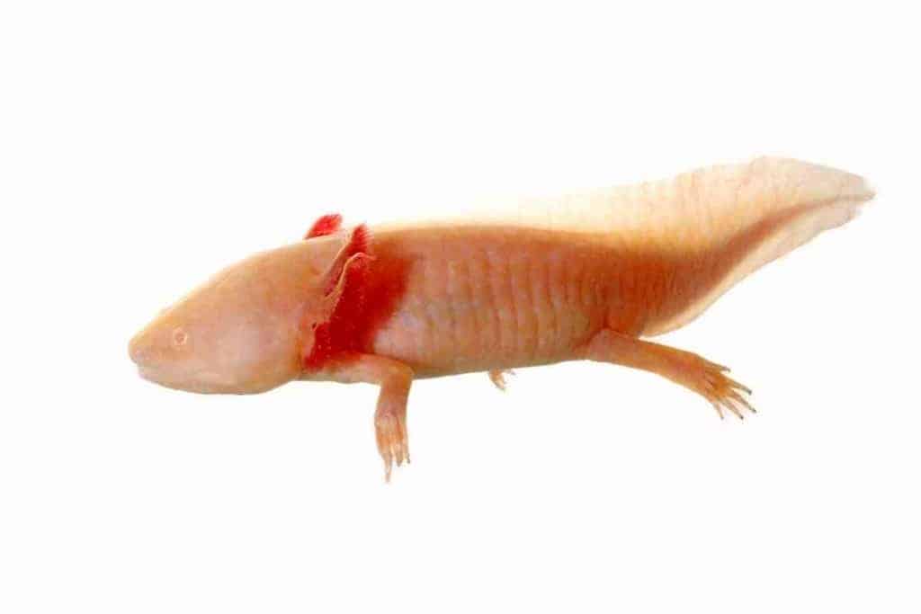 ¿Qué edad tiene un Axolotl de 3 pulgadas? Envejecimiento de un Axolot 2 ¿Qué edad tiene un axolotl de 3 pulgadas 1 ¿Qué edad tiene un axolotl de 3 pulgadas? Envejecimiento de un axolotl