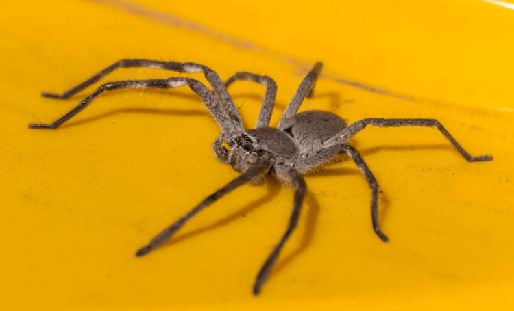 Araña Huntsman