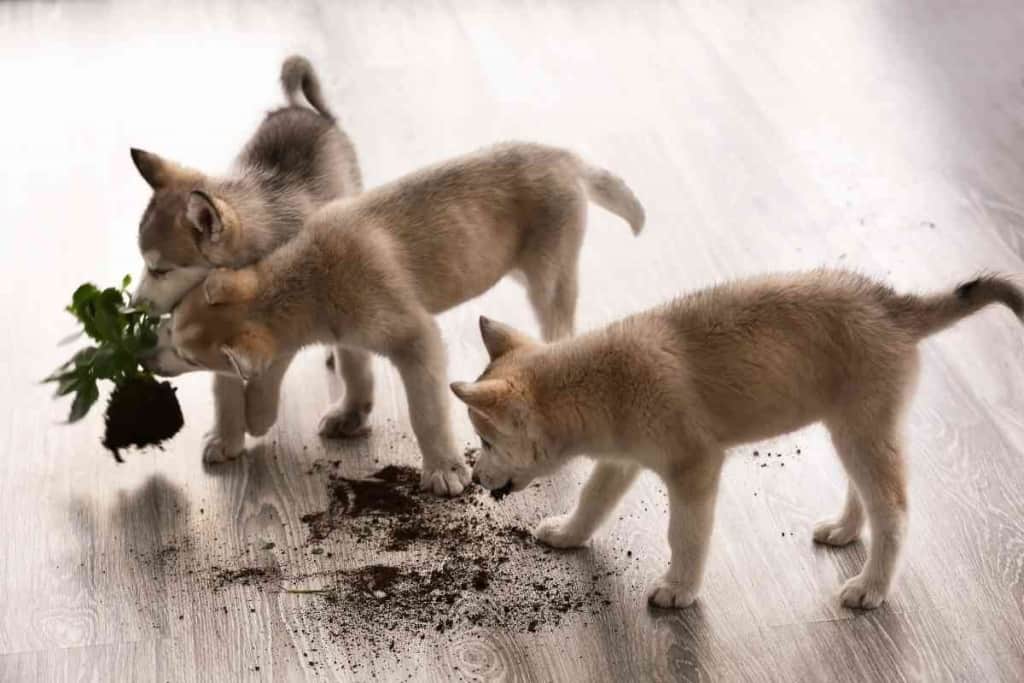 Cachorros de Husky - Dentición, mordedura y masticación: ¿Parará alguna vez? 2 Husky Pups Teething Biting and Chewing Will It Ever Stop 1 1 Husky Pups - Teething, Biting, and Chewing: ¿Parará alguna vez?