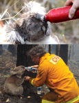 Incendios forestales Koalas