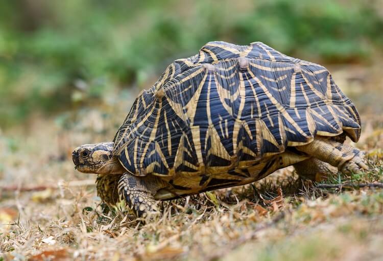 Tortuga estrellada de la India