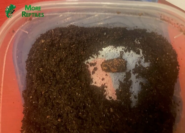 Huevos infértiles de gecko leopardo