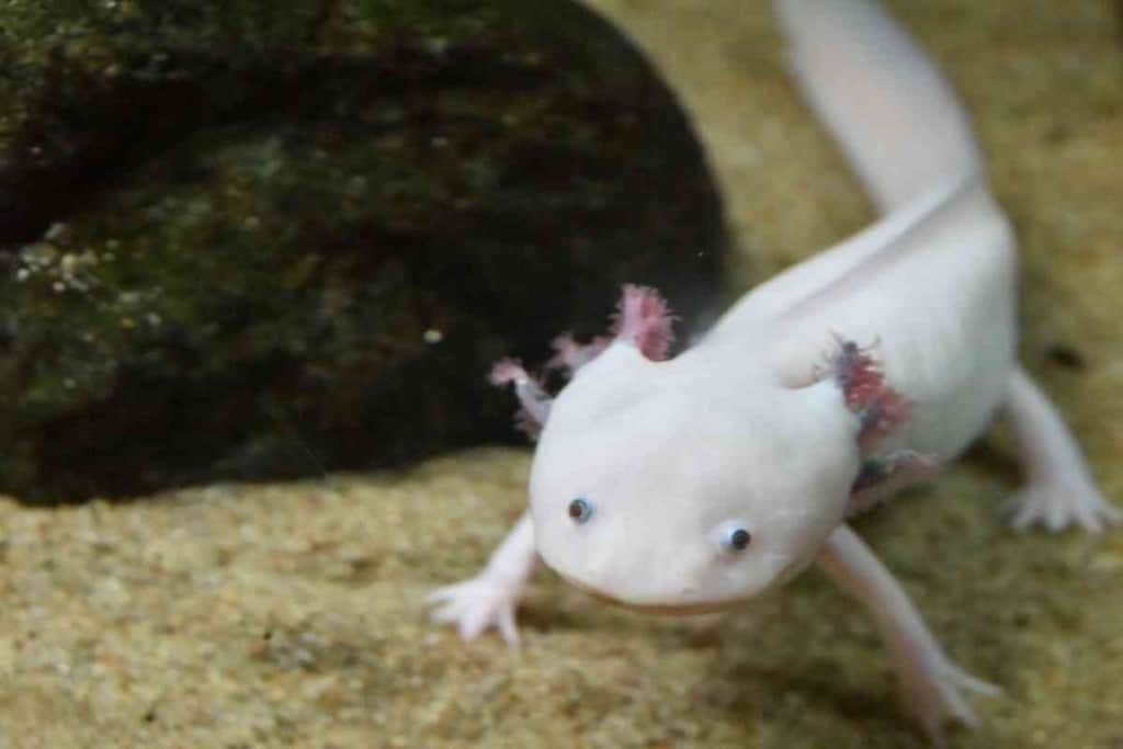 ¿Es la arena de juego segura para los axolotl? Material de sustrato que ahorra dinero 2 ¿Es la arena de juego segura para los axolotl 1 1 ¿Es la arena de juego segura para los axolotl? Material de sustrato que ahorra dinero
