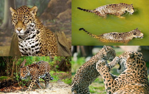 Jaguar animal