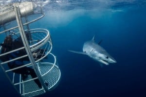 Jaula para tiburón mako