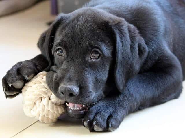 Juego con cuerdas en perros