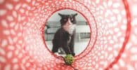 Juegos de inteligencia para gatos