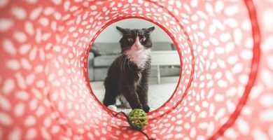 Juegos de inteligencia para gatos