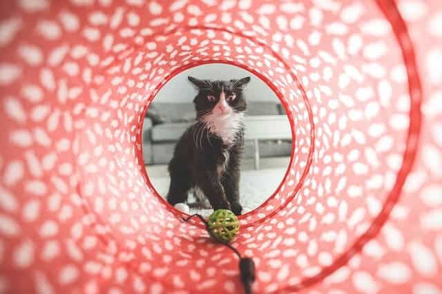Juegos de inteligencia para gatos