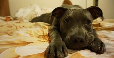 Juegos para perros en casa