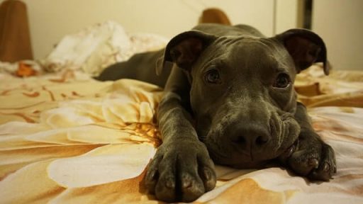 Juegos para perros en casa