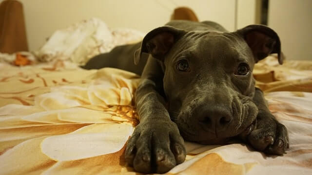 Juegos para perros en casa
