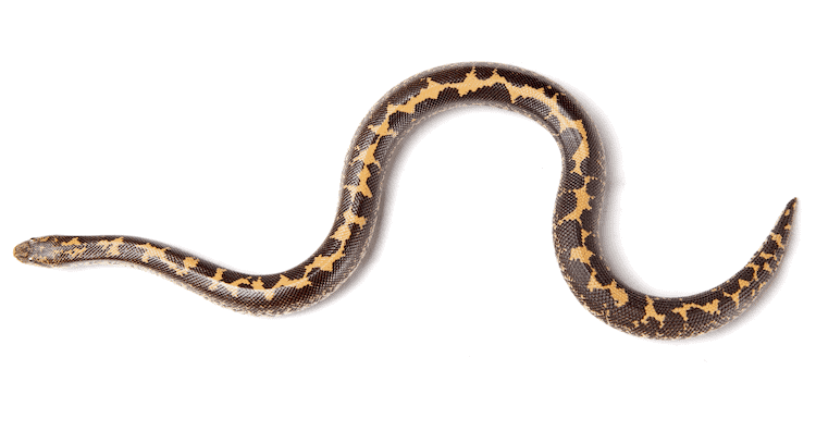 Tamaño de la boa de arena de Kenia