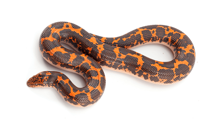 Boa de arena keniana