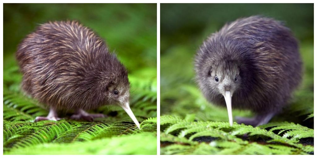 Kiwi