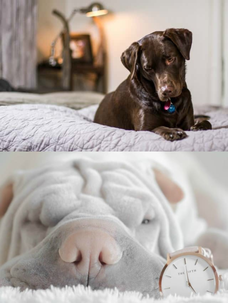 La mejor cama para perros