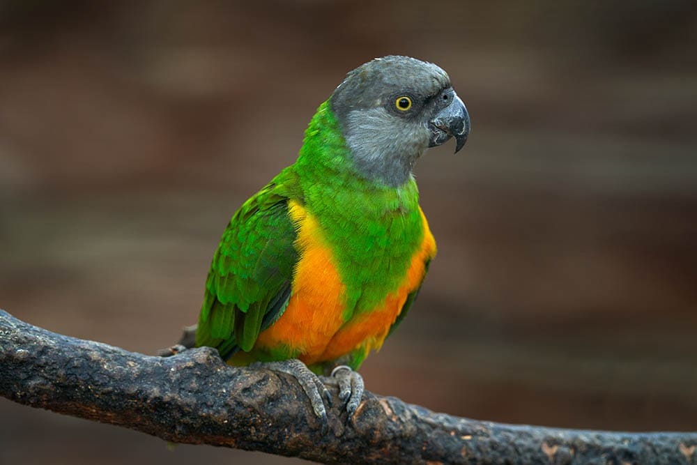 La paradoja del color: los colores brillantes también hacen que las aves sean más vulnerables a los depredadores