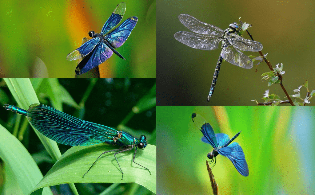 Las libélulas pican