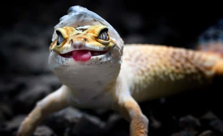 Leo quitándose la piel desprendida de la cabeza