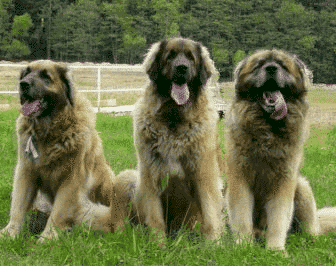 Leonberger