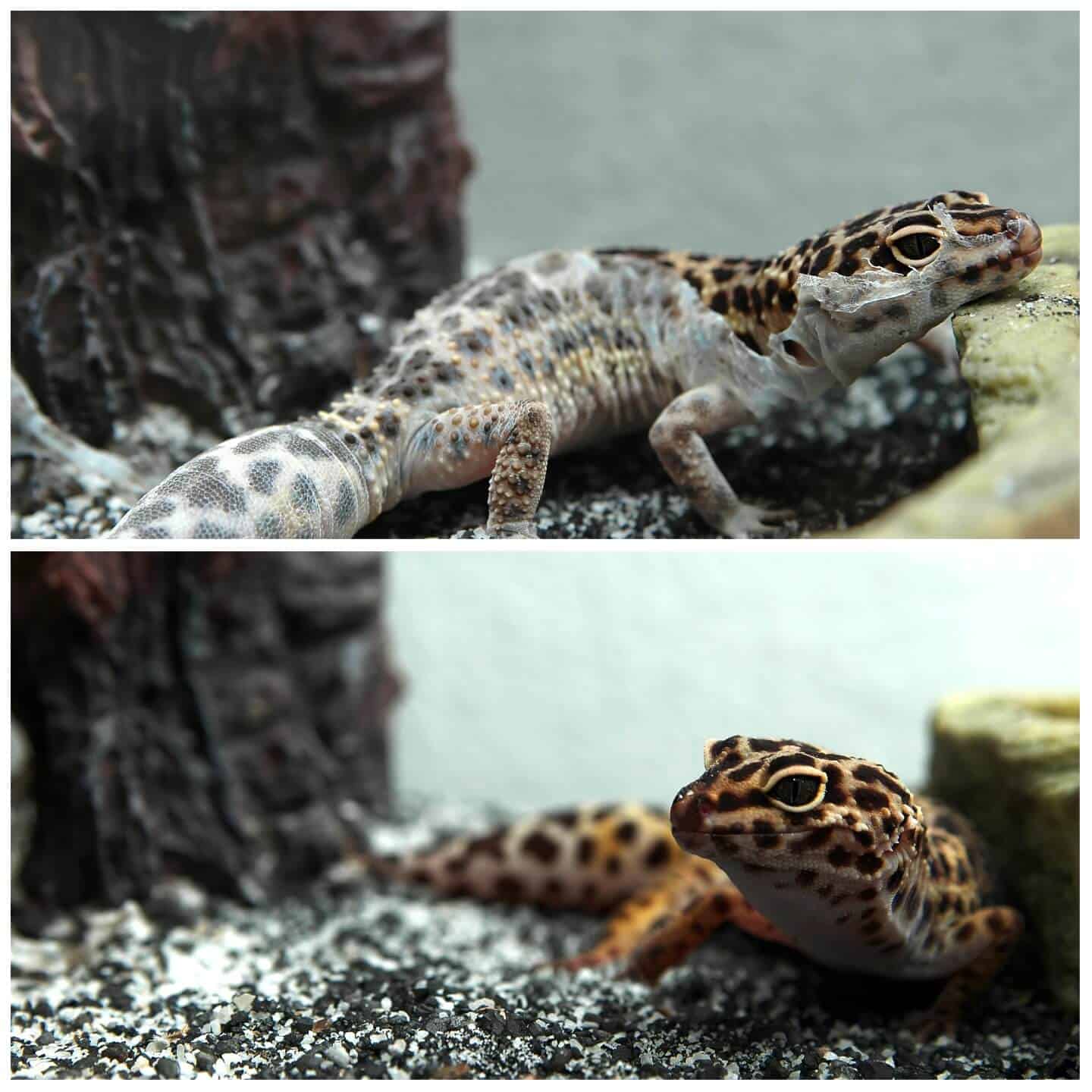Gecko leopardo muda antes y después