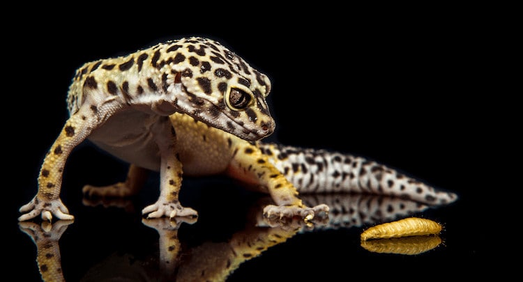 Gecko leopardo mirando a un insecto