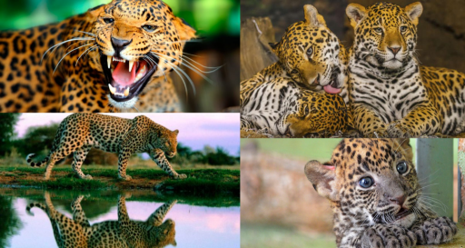 Leopardo