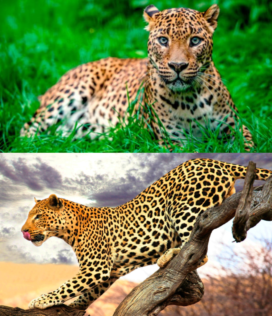 Leopard Spanish Leopardos 【 Elegante y Fuerte 】? Animalesis