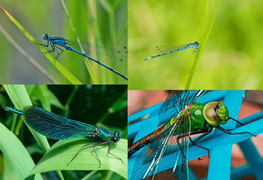 Libélulas