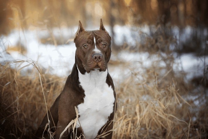 Licencia PPP para American Pitbull Terrier