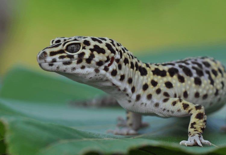 Geco leopardo