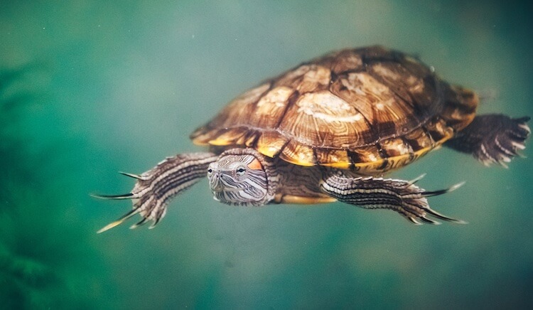 Macho de deslizador de orejas rojas