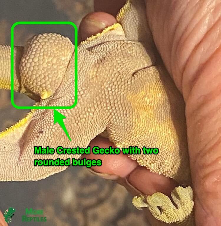 Geco crestado macho
