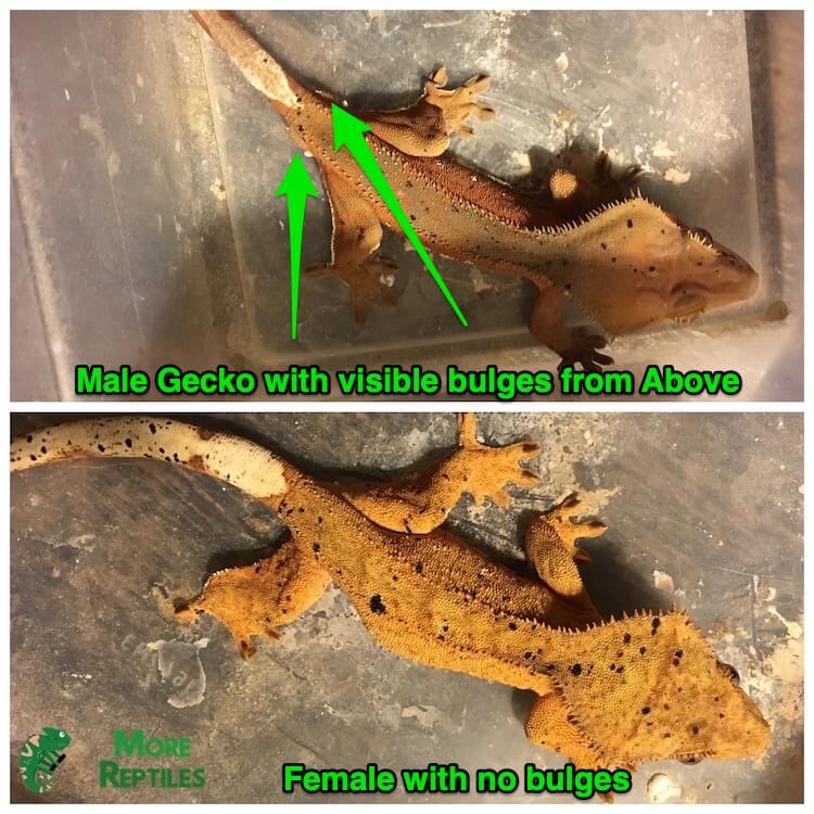 Macho vs hembra Crested Gecko