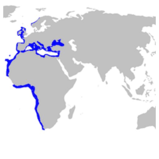 Mapa de Hábitat del Tiburón cerdo marino espinoso