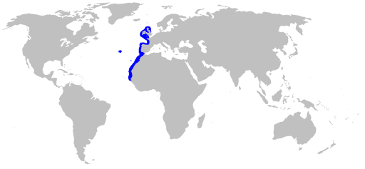 Mapa de Hábitat del Tiburón cerdo marino velero