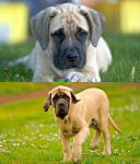 Mastín Inglés o Mastiff