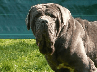 Mastiff Napolitano
