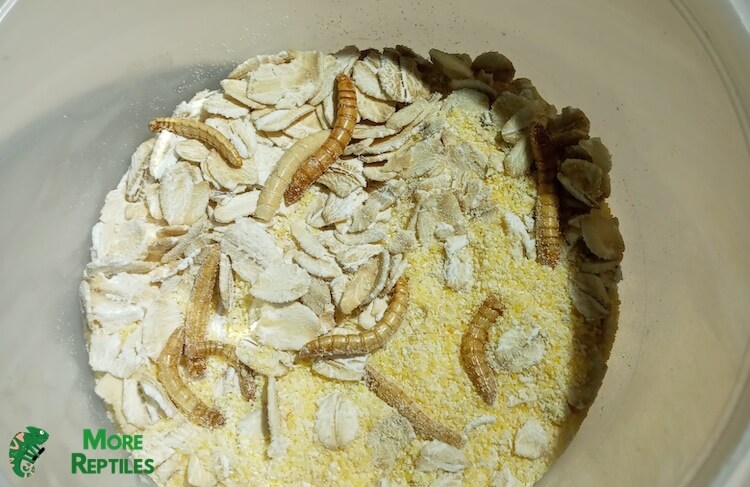 Gusanos de la harina