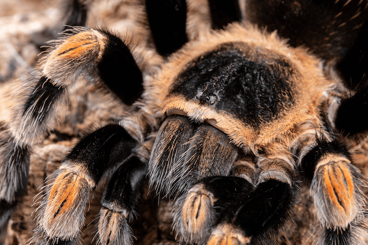 Tarántula Mexicana de Rodilla Roja